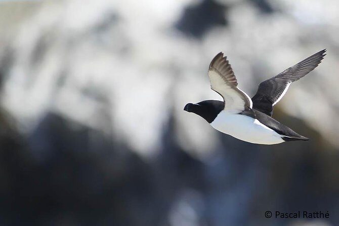 1000 Little Penguins Cruise - Where The Penguins Are: St. Lawrence River, Isle-aux-Grues Archipelago