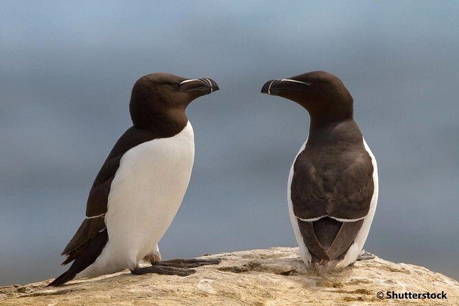 1000 Little Penguins Cruise - Price And What You’re Really Paying For
