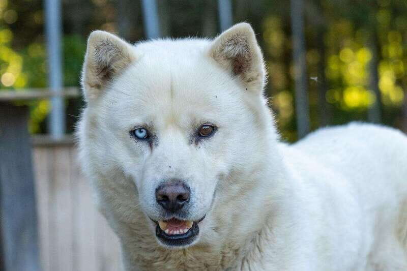 15 min. Tadoussac : Behind-the-Scenes Sled Dog Kennel Tour - What happens inside the kennel: learning the dogs as individuals