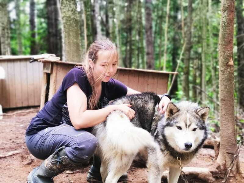 15 min. Tadoussac : Behind-the-Scenes Sled Dog Kennel Tour - The feeding moment: why the food distribution part sticks with you
