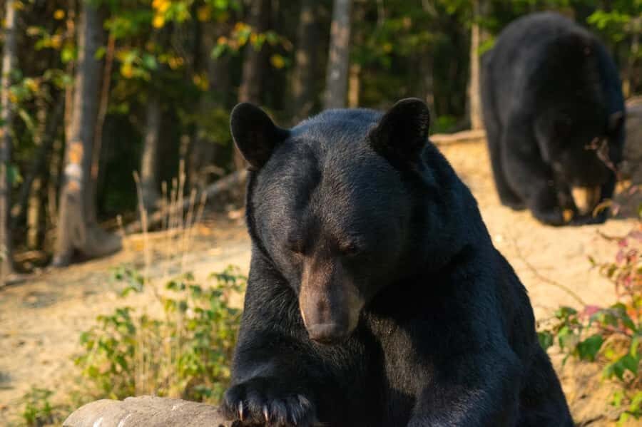 15 min. Tadoussac : Black Bear Observation with Expert Guide - From Tadoussac to a Black Bear Watch Post in One Manageable Loop