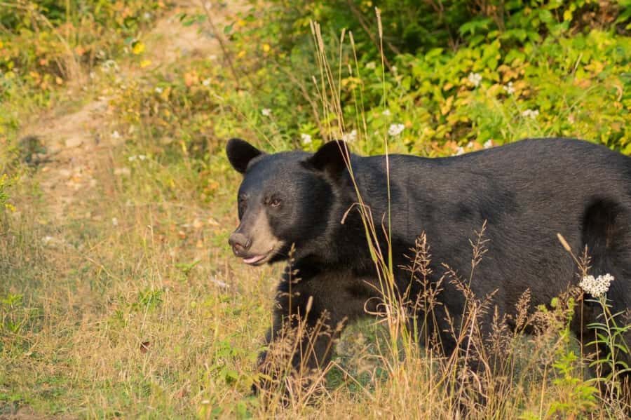 15 min. Tadoussac : Black Bear Observation with Expert Guide - The Short Bus Ride and the 5-Minute Forest Walk