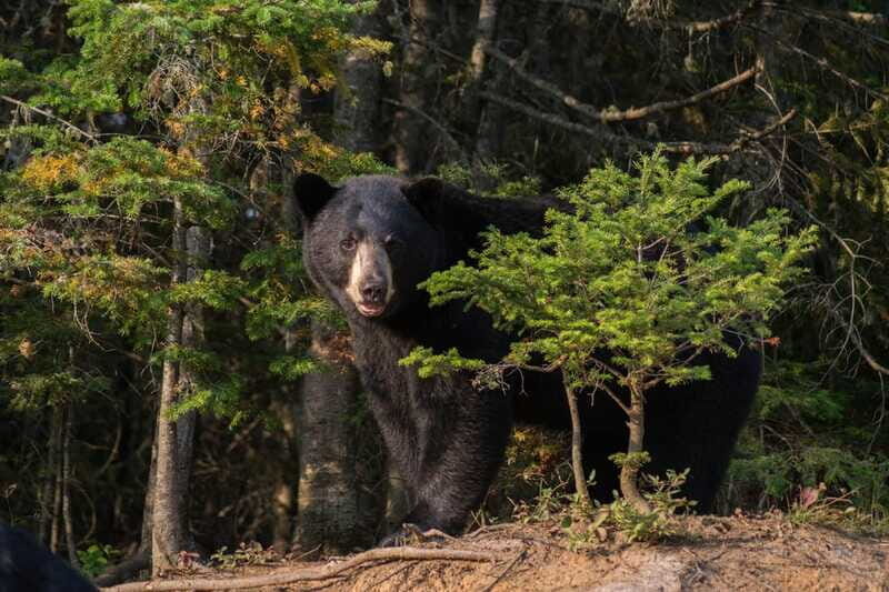 15 min. Tadoussac : Black Bear Observation with Expert Guide - What the Expert Guide Helps You Notice About Black Bears