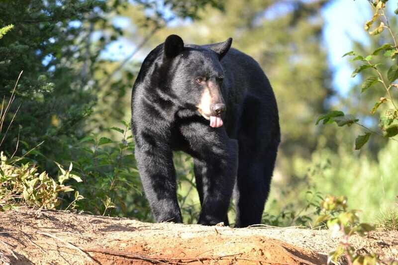15 min. Tadoussac : Black Bear Observation with Expert Guide - Bear Sighting Expectations: No-Guarantee, Then a Smart Plan B