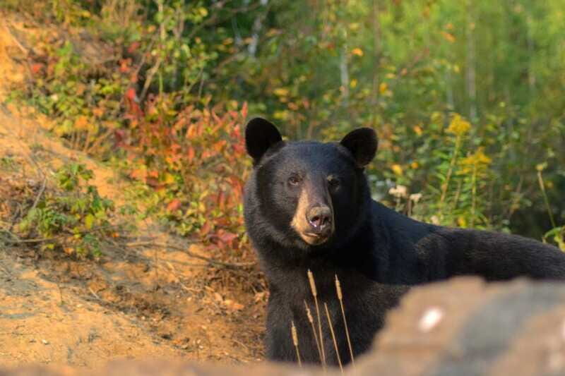 15 min. Tadoussac : Black Bear Observation with Expert Guide - Price and Value: Is $37 Fair for This Kind of Wildlife Time?