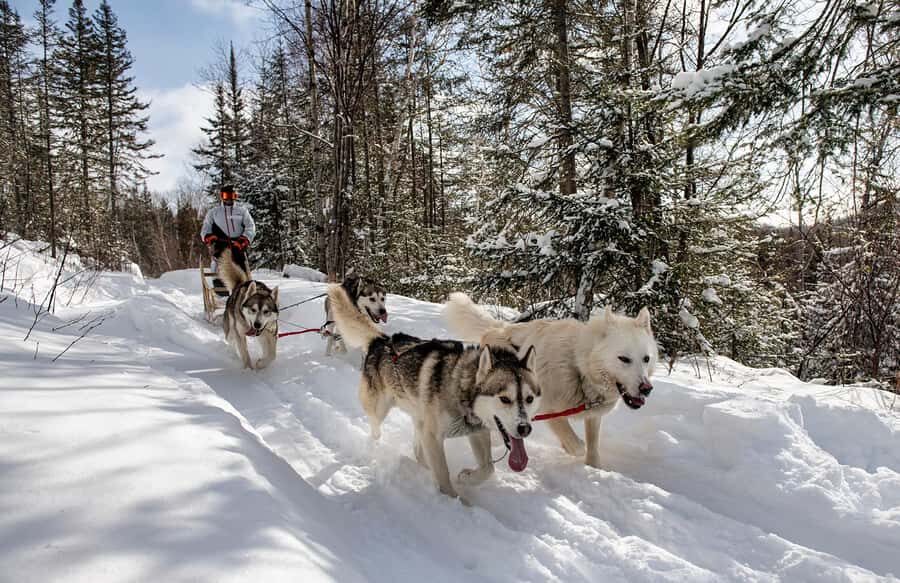 15 min. Tadoussac : Dog Sled Excursion in Saguenay Fjord - Why Saguenay Fjord dog sledding feels real (not performative)