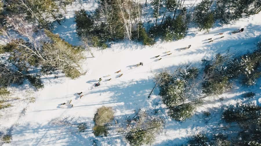 15 min. Tadoussac : Dog Sled Excursion in Saguenay Fjord - Price and value: does $103 per person make sense?