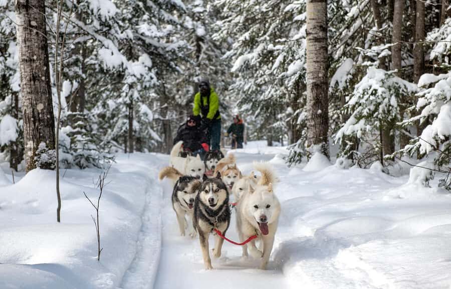 15 min. Tadoussac : Dog Sled Excursion in Saguenay Fjord - Should you book this dog sled excursion near Tadoussac?