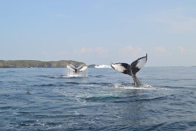 2 Hour Boat Tour in Twillingate - Quick hits: what makes this Twillingate iceberg tour tick