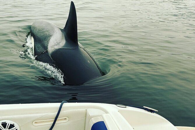 2 Hour Chartered Boat Tour from Deep Cove North Vancouver - Wildlife Odds: Seals, Deer, Eagles, and the Rare Killer Whale Moment