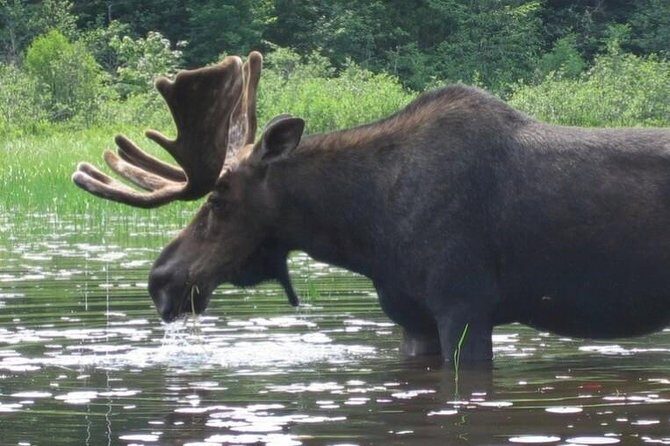 3-Day Algonquin Park Canoe Trip - Price and value: what $493.87 covers (and why it matters)