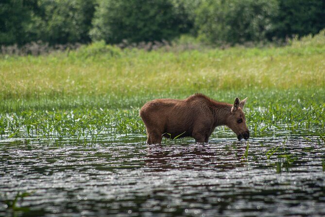 3-Day Algonquin Park Canoe Trip - Day 3 return: early mornings, shore drinking, and pictographs