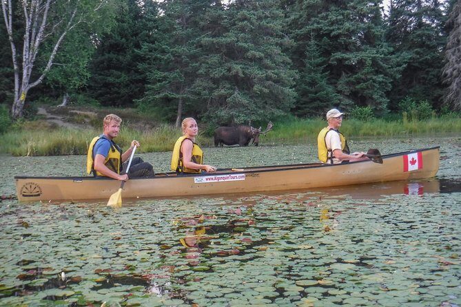 3 Day Algonquin Park Canoe Trip - Moose & Beaver Safari - Canoe Lake start: 12:00 meet-up and a small group rhythm