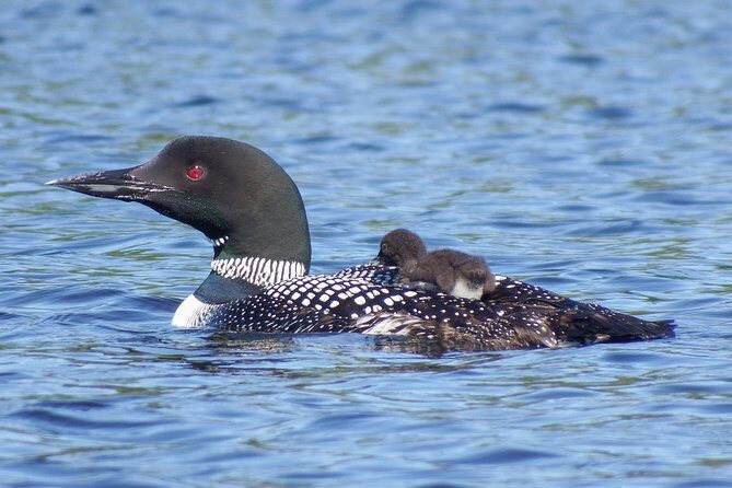 3 Day Algonquin Park Canoe Trip - Moose & Beaver Safari - Food and camp life: why it feels easier than you’d expect