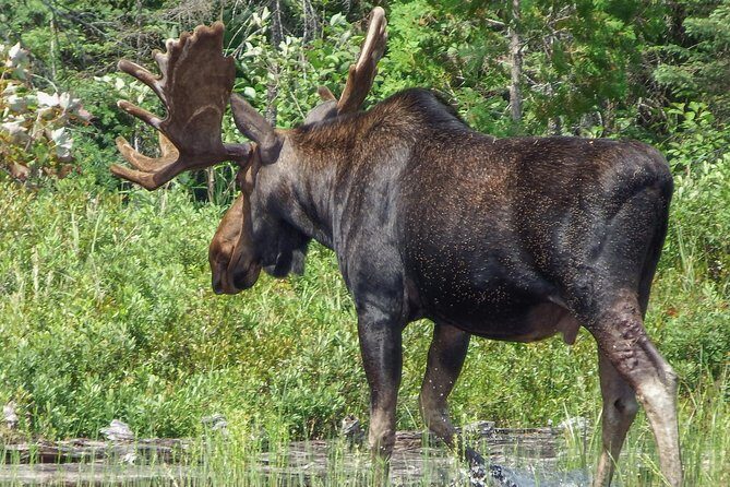 3 Day Algonquin Park Canoe Trip - Moose & Beaver Safari - Price and value: what $555.96 buys you in real terms