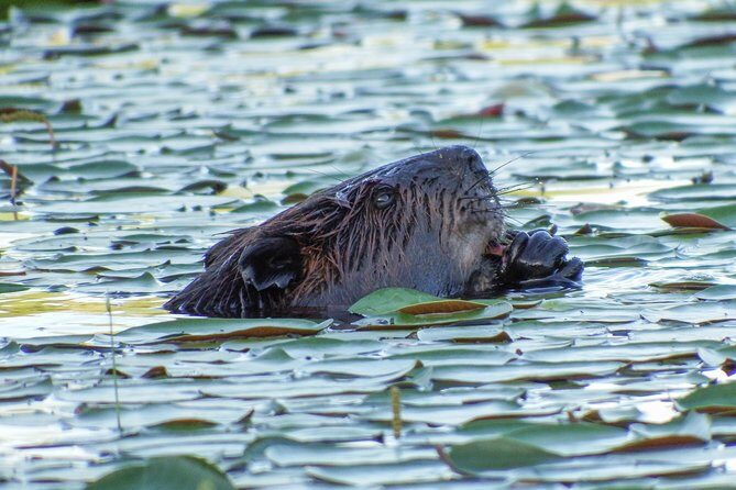 3 Day Algonquin Park Canoe Trip - Moose & Beaver Safari - Day 1: canoe training, paddling into the interior, and first wildlife time