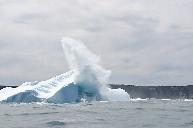 3 Hour Ocean Safari by Zodiac Boat -Whales & Icebergs seasonally - Key highlights that make this tour worth your time