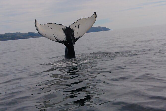3 Hour Ocean Safari by Zodiac Boat -Whales & Icebergs seasonally - The big idea: geology on land, whales on water