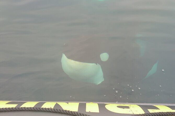 3 Hour Ocean Safari by Zodiac Boat -Whales & Icebergs seasonally - Price and value: what $93.44 buys you