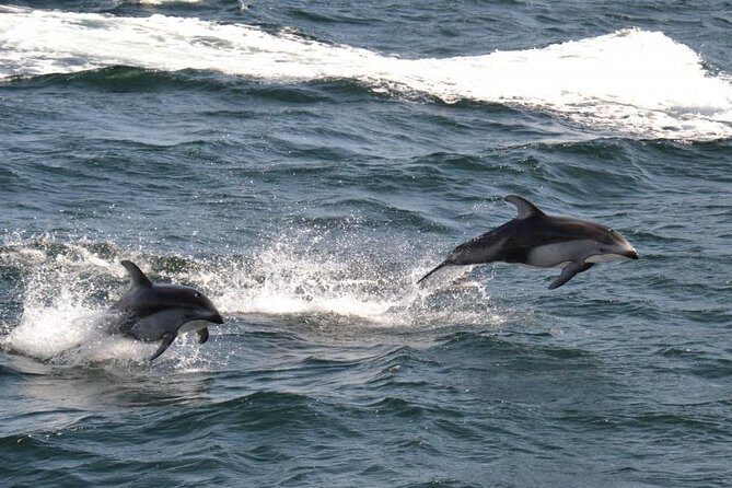 4 Hour Afternoon Whale Watching Tour - Comfort and Snacks: Why the Included Drinks Actually Matter