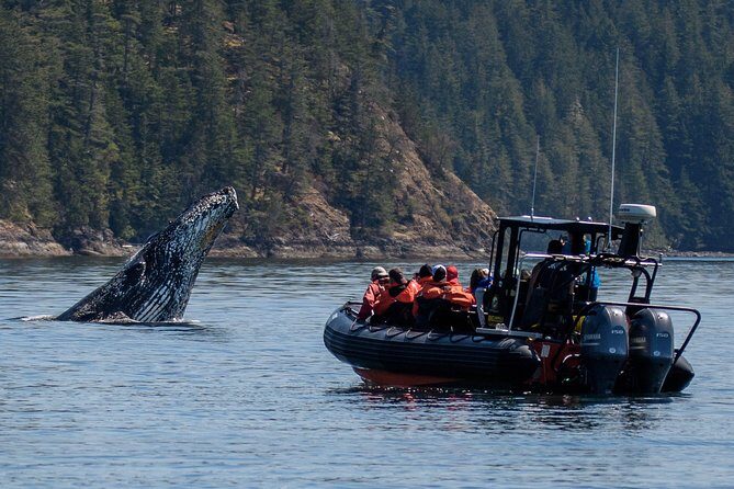 4 Hour Morning Whale Watching Tour - Key highlights worth your morning