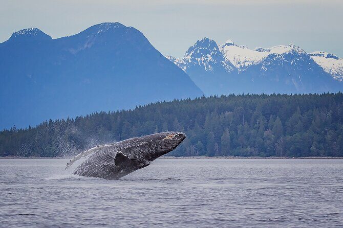 4 Hour Morning Whale Watching Tour - Campbell River: why this area makes sense