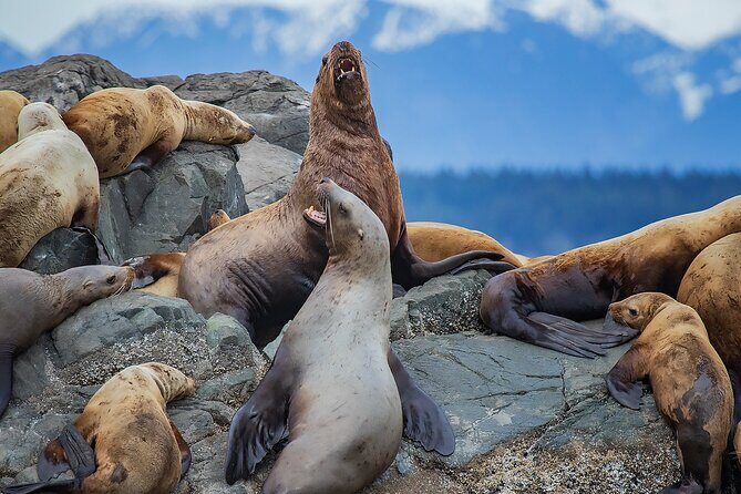 4 Hour Morning Whale Watching Tour - What you might see: orcas, humpbacks, dolphins, and the bonus sightings