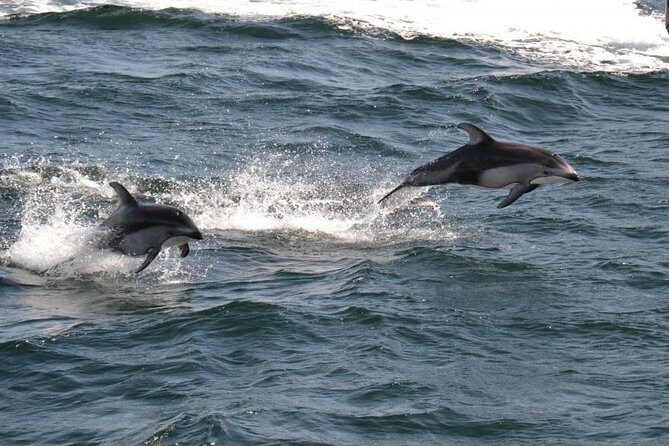 4 Hour Morning Whale Watching Tour - Meeting point, tickets, and what to do before you go