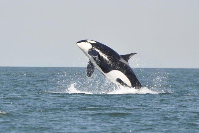 4 Hour Morning Whale Watching Tour - The 8:00am plan: how the 4 hours usually play out