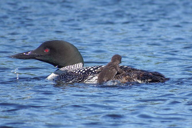 6 Hour Algonquin Park Canoe Trip - Canoe Lake paddling, wildlife spotting, and wild edibles you taste (not just see)