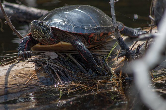 6 Hour Algonquin Park Canoe Trip - Algonquin Provincial Park: two lakes, a 600m portage, and a 1.5km lookout hike