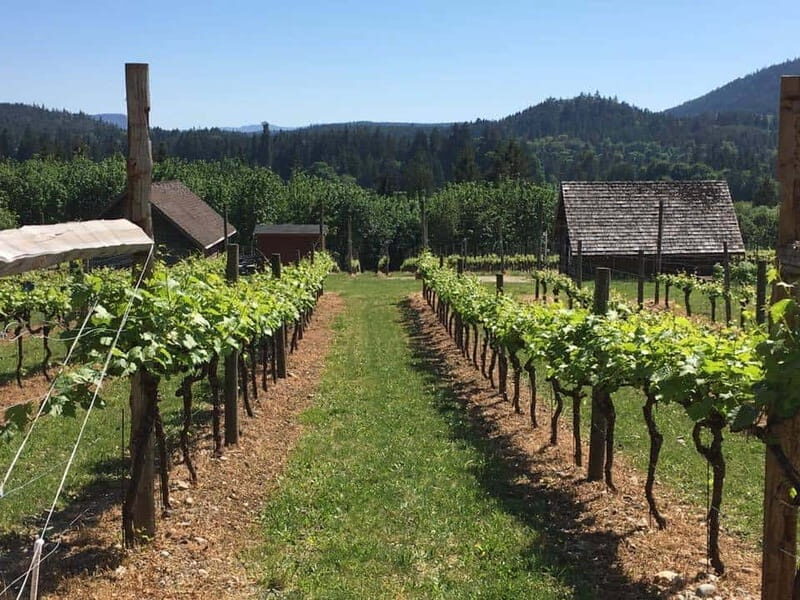 6-Hour Victoria to Cowichan Wine Tour - Blue Grouse at 12:30 PM: tasting with momentum, not chaos