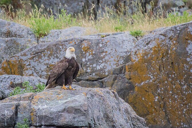 7 Hour Big Animal Encounter - Stop 1: Desolation Sound Marine Provincial Park