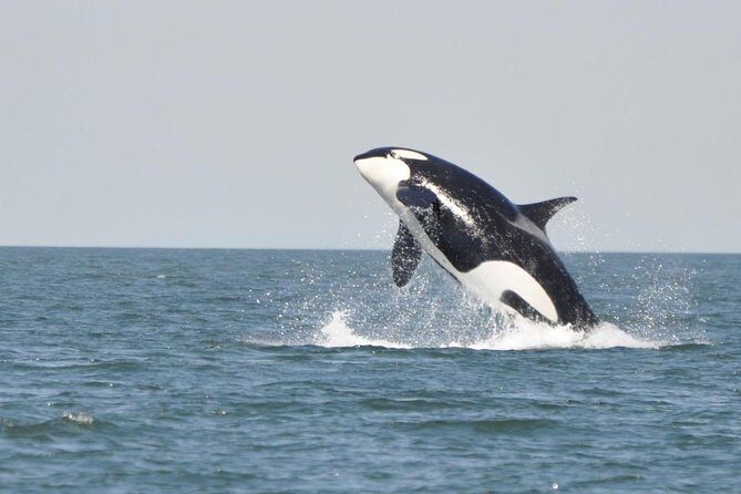 7 Hour Big Animal Encounter - High-speed zodiacs and survival suits: comfort is part of the wildlife game