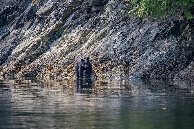 7 Hour Big Animal Encounter - The captain’s role: spotting, timing, and keeping energy up