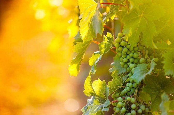 8 Hour Ontario Wine Tour with Cheese and Charcuterie - The biggest practical tips before you go