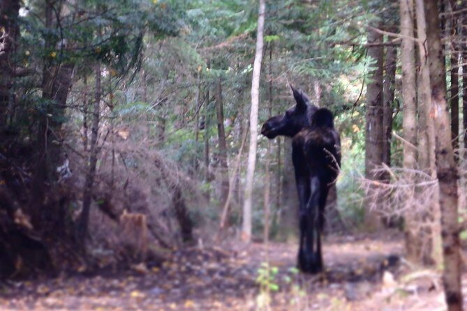Algonquin Group Camping Adventure (3 Day) - Day 3: Logging Museum + Spruce Bog views, plus Lake Opeongo paddling