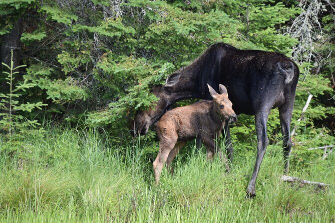 Algonquin Park 3-Day Deluxe Camping & Canoeing Adventure - Day 2: beaver-and-moose habitat tour, sauna rituals, and cliff-jumping options