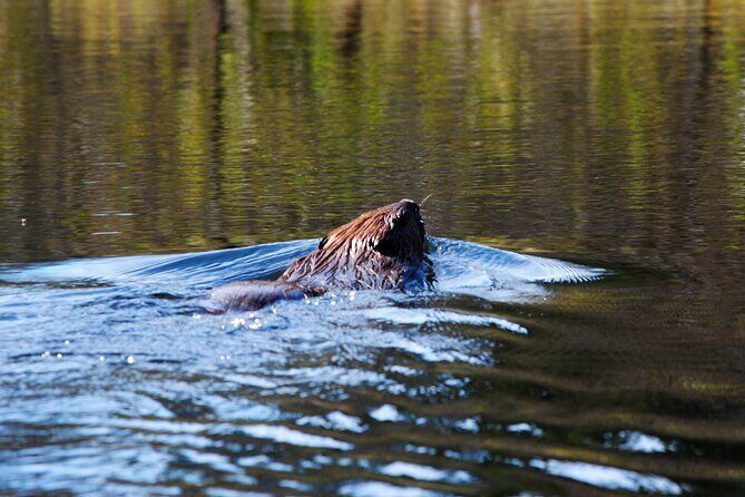 Algonquin Park 4-Day Deluxe Camping & Canoeing Adventure - Why This Algonquin Canoe Camp Trip Feels Like Real Wilderness