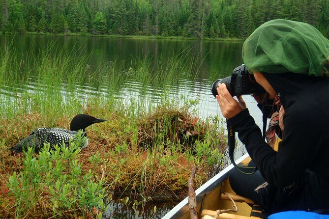 Algonquin Park 4-Day Deluxe Camping & Canoeing Adventure - Day 1: Paddling In, Learning Camp Skills, and Night Canoeing for Beavers