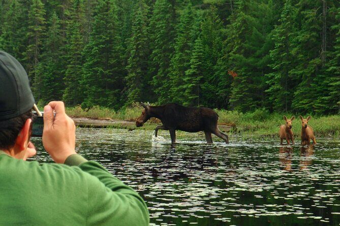 Algonquin Park 4-Day Deluxe Camping & Canoeing Adventure - Food, Fires, and Why the Camp Experience Is Part of the Value