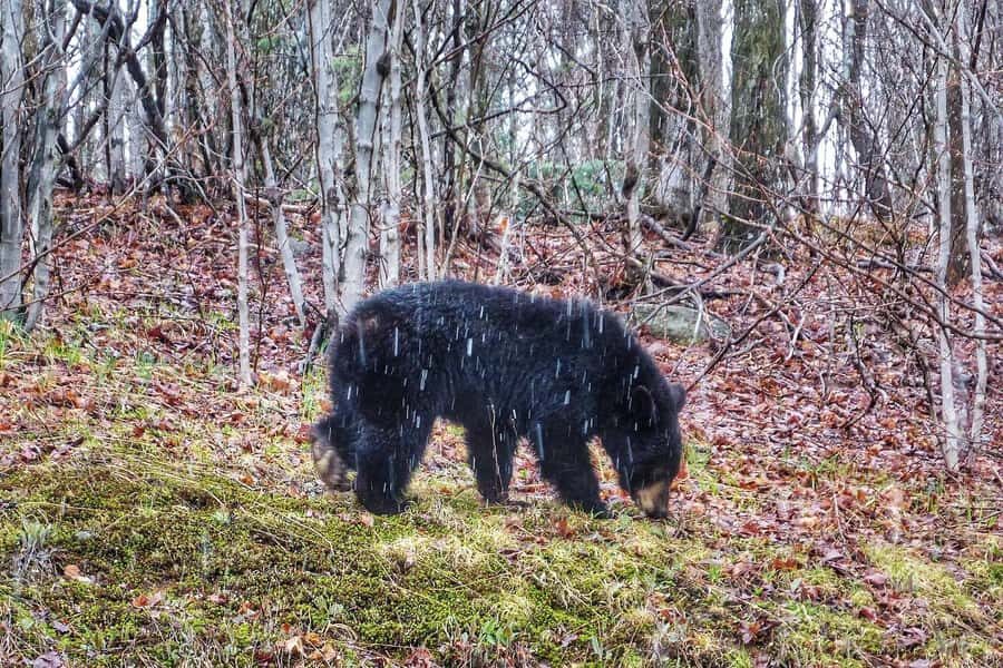 Algonquin Park: Adventure Tour from Toronto - Who this tour fits best (and who should skip it)