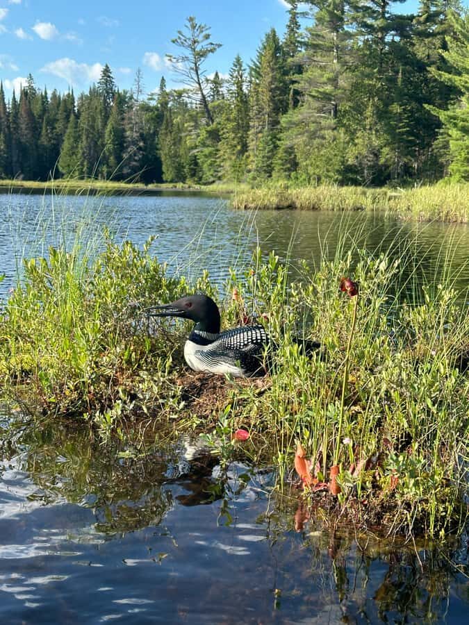 Algonquin Park: Deluxe 4-Day/3-night Canoeing/Camping - Key things that make this canoe camping trip work