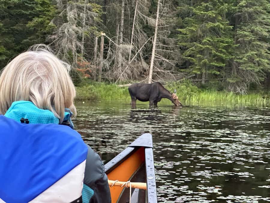 Algonquin Park: Deluxe 4-Day/3-night Canoeing/Camping - The guide factor: BAZ and a lot of time in Algonquin