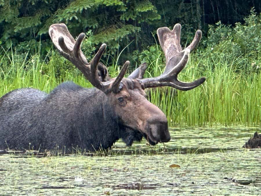 Algonquin Park: Deluxe 4-Day/3-night Canoeing/Camping - Your rhythm on the water: 2–3 hours of paddling, then life ashore