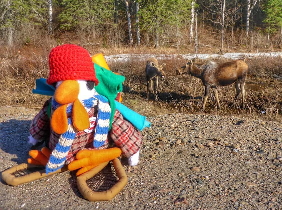 Algonquin Park Hiking: Adventure Tour from Toronto - Key Things to Know Before You Go