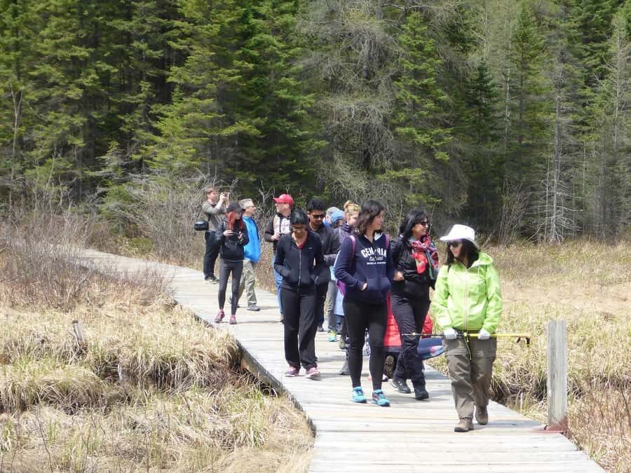 Algonquin Park Hiking: Adventure Tour from Toronto - Wildlife Watching with a Realistic Mindset