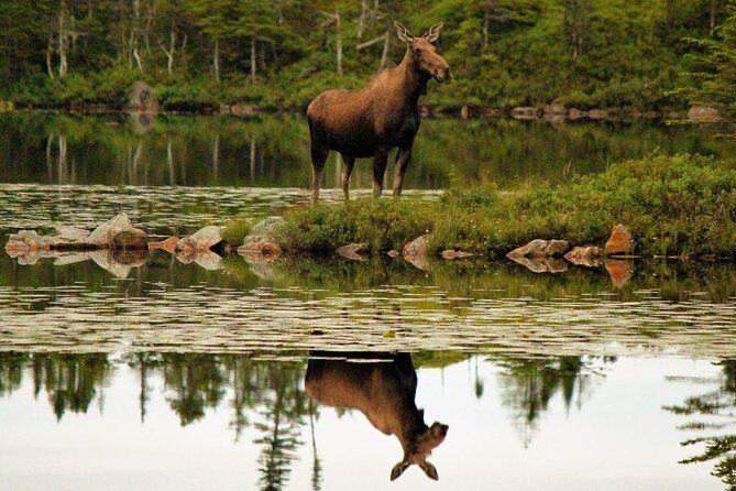 All-Terrain Vehicle Tour in Trinity Newfoundland and Labrador - Key things to know before you go