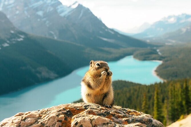Along Icefields Parkway: Peyto Lake, Bow Lake & Columbia Icefield - Lunch at Saskatchewan River Crossing: fuel up without losing the day