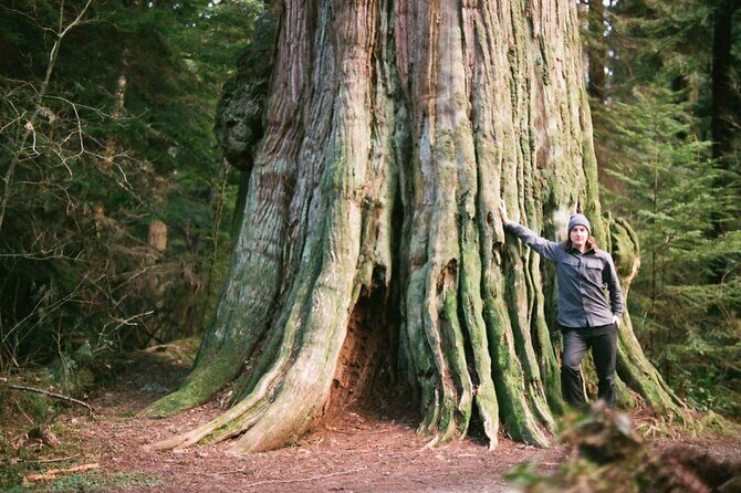 Ancient Trees of Vancouver Walking Tour - The 3-Hour Plan: What You’ll Do and How the Time Feels